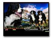 Mountain Crystal Bernese Mountain Dogs