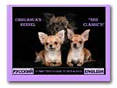 Chihuahua's Kennel Neo Classics