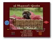 Labrador's of Sheppards Garden