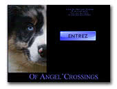 Australian Shepherd Of Angel'Crossings