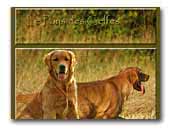 Golden retriever du Pays des Gelfes