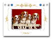 Quilymon Cavalier King Charles Spaniel Kennel