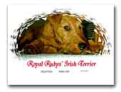 Royal Rubys' Irish Terrier
