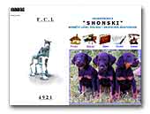 Shonski deutscher jagdterrier