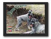 Silver Senator Giant schnauzer Pepper-salt