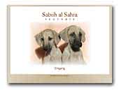 Sabiih Al Sahra Sloughis
