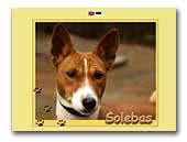 Solebas kennel