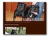 staffbullterrier.webs.com