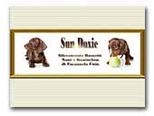 Sundoxie Miniature and Kaninchen Smooth Dachshunds
