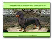 Abedar's & Hermels Hoeve Dachshunds