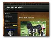 Tibet Terrier Nima