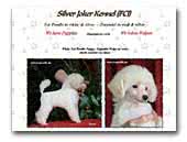 Toy poodle white and silver Silver Joker Poodles