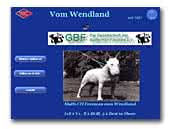 Miniatur-Bullterrier vom Wendland