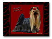 Vom Woogthal Yorkshire-Terrier
