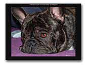 French Bully Zucht vom Diemelsee