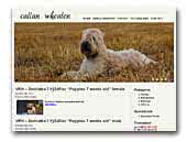 Kennel Callan wheaten