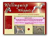 Willingwisp Whippets