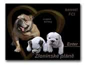 Zlonínské pláně English Bulldog