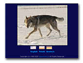 Czechoslovakian Wolfdog z Peronowki