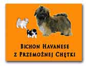 z Przemożnej Chętki Bichon Havanais