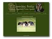 Angielski Cocker Spaniel Z Żywieckiej Rudzy