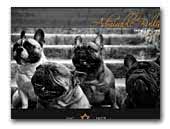 Admirable Bully french bulldog kennel