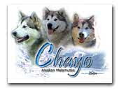 Chayo Alaskan Malamutes