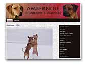 AMBERNOSE Rhodesian ridgebacks