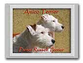 Amico Terrier