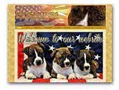 Mia Albachiara American Staffordshire Terriers