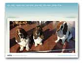 Velika Plana Basset Hound