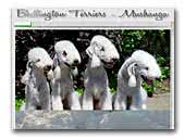 Mushanga Bedlington Terriers
