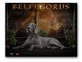 Belfegorus