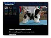 Blanquito Havanese Kennel