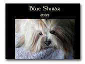 Blue Shiraz Lhasa Apso