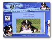 of Blue Valley Australian Shepherd's