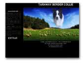 Taraway Border Collie