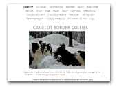 Camelot Border Collie