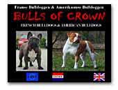 Bulls of Crown French Bulldogs and American Bulldogs