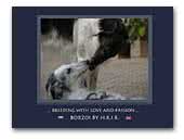 BY H.R.I.B. Borzoi kennel