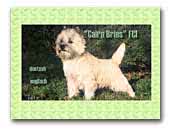 Cairn Bries - Cairn Terrier Zucht