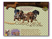 Campos del Sur - Dachshund Kennel