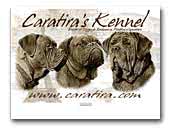 Caratira's Kennel Dogue de Bordeaux / Mastino Napoletano