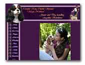 Magic Noblesse Cavalier King Charles Spaniel kennel 