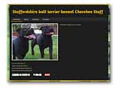 Cherokee Staff - Staffordshire bull terrier kennel 