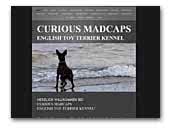 Curious Madcapsm English Toy Terrier Kennel