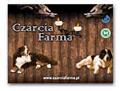 Czarcia Farma - Landseer, Berneński Pies Pasterski