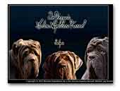 Del Vezuvia Mastino Napoletano Kennel