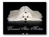 Diamond Shine maltese kennel