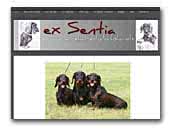 Ex Sentia - wirehaired dachshunds